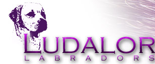 Ludalor logo